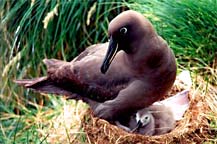 Sooty albatross with chick in nest
