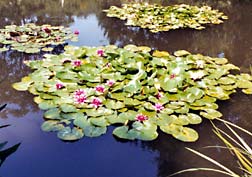 Water lilies in Monet Gardens