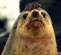 Fur seal (otary) on Amsterdam Island
