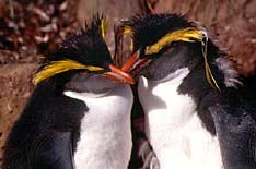Rockhopper penguins on Amsterdam Island