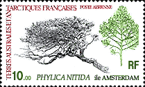TAAF postage stamp depicting Phylica tree
